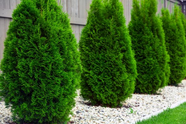 Arborvitae Planting in Allen