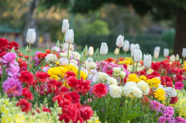 Gardening Service in Allen