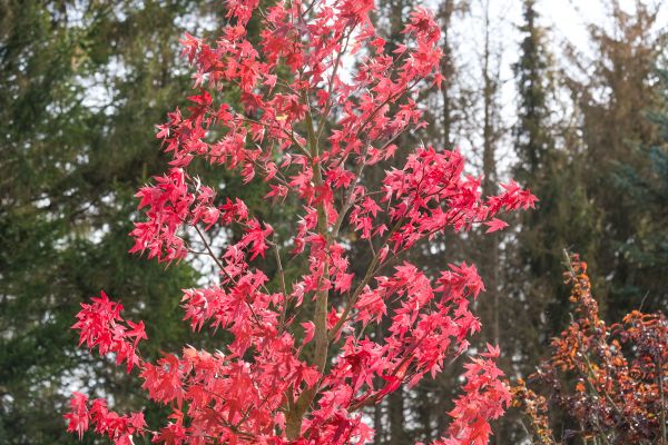 Japanese Maple Planting in Allen