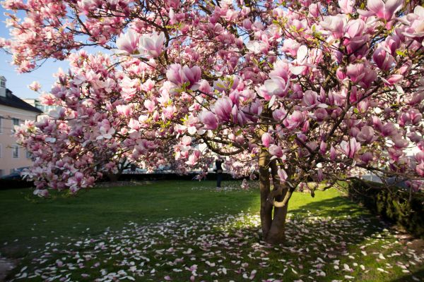 Magnolia Tree Planting in Allen