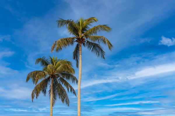 Palm Tree Planting in Allen