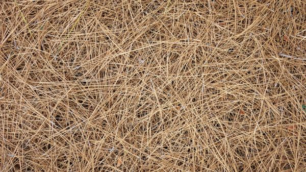 Pine Needles Delivery in Allen