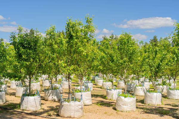 Tree Planting Service in Allen