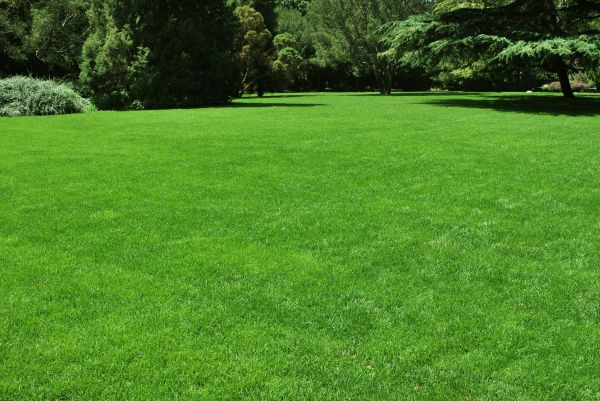 Lawn Landscaping in Allen