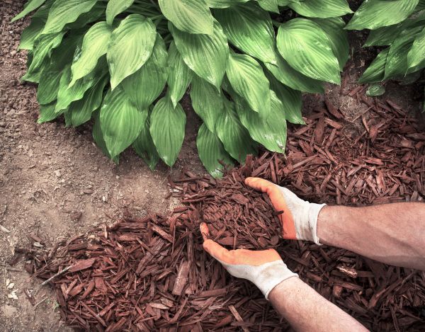 Shredded Mulch Service in Allen