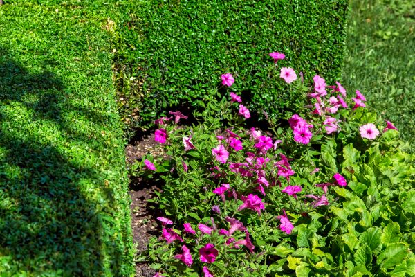 Softscaping Service in Allen