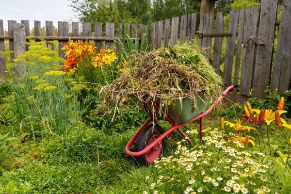 Garden Cleanup Service in Allen