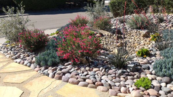 Xeriscape Landscaping in Allen