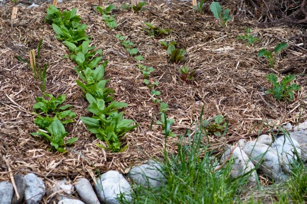 Mulch Service in Allen