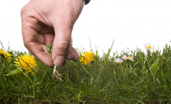 Lawn Weeding in Allen