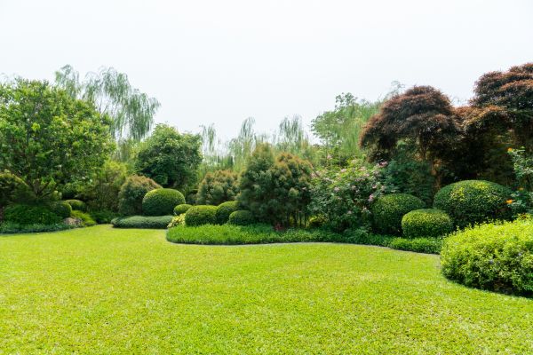 Tree Landscaping in Allen