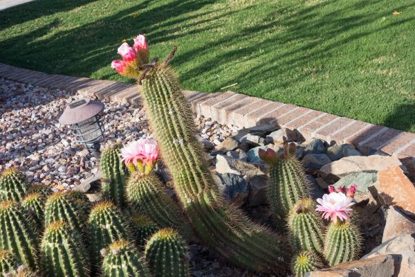 Desert Landscaping in Allen
