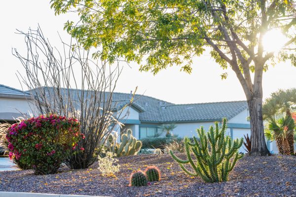 Dryscape Landscaping in Allen