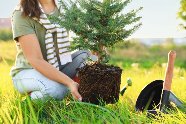 Spruce Tree Planting in Allen