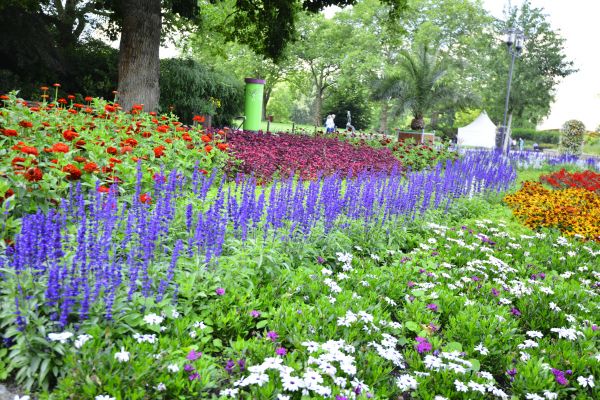 Perennials Planting in Allen
