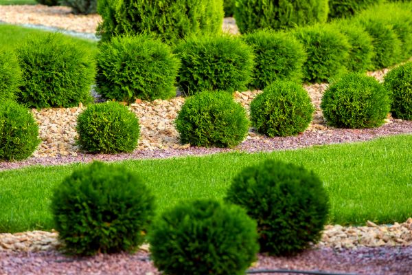 Bush Installation in Allen