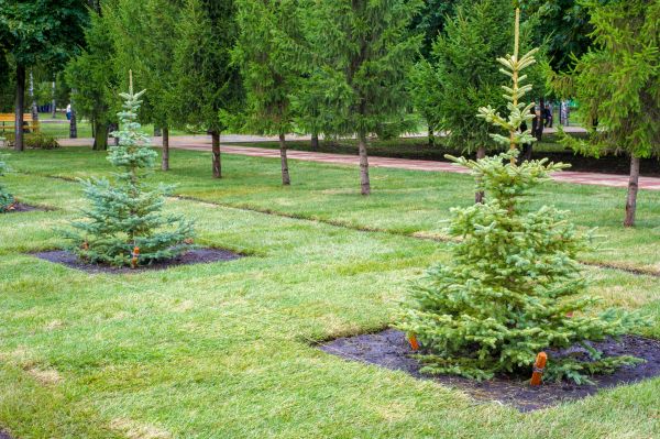 Privacy Trees Planting in Allen