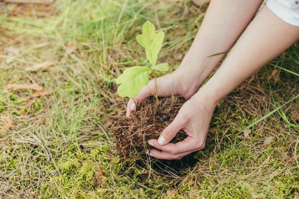 Oak Tree Planting in Allen