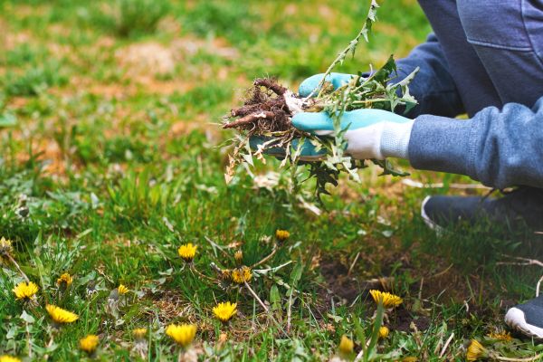 Flower Bed Clearing in Allen