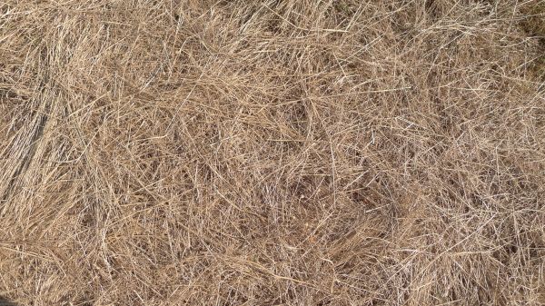Pine Straw Replacement in Allen