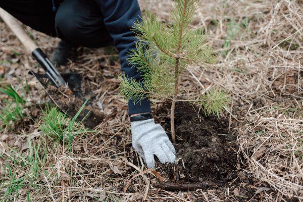 Pine Tree Planting in Allen
