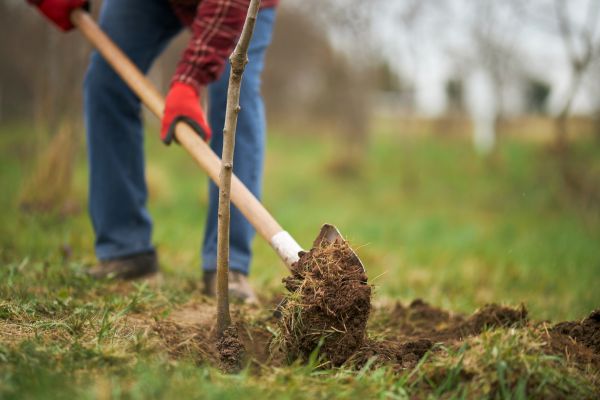 Trees Planting in Allen