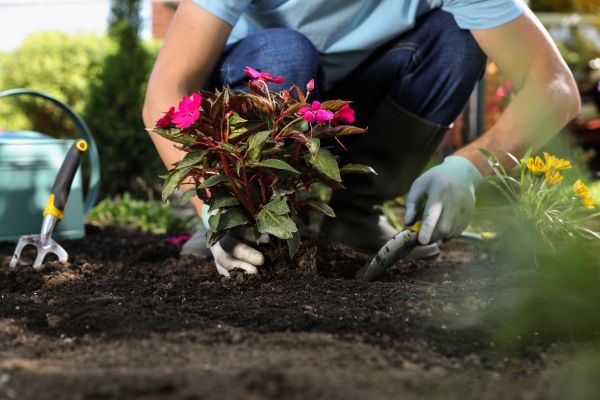 Plant Replacement in Allen