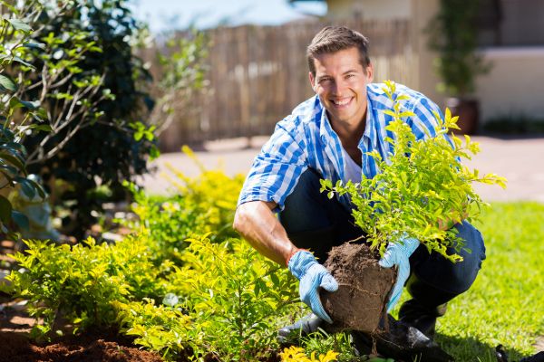 Shrub Landscaping in Allen