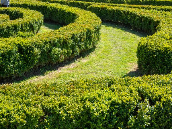 Bush Landscaping in Allen