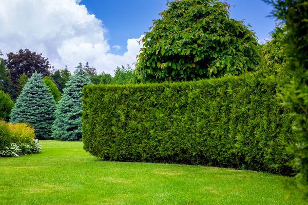 Hedge Landscaping in Allen