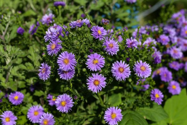 Perennial Flower Planting in Allen