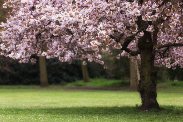 Cherry Tree Planting in Allen