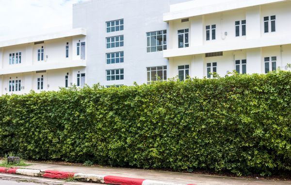 Privacy Landscaping in Allen