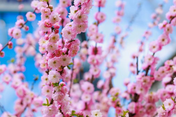 Japanese Cherry Tree Planting in Allen