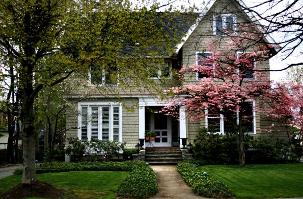 Ornamental Tree Planting in Allen