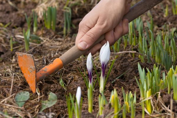 Flower Garden Weeding in Allen