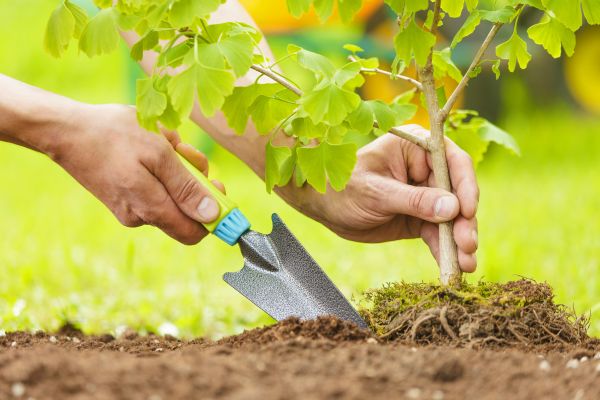 Fruit Tree Planting in Allen