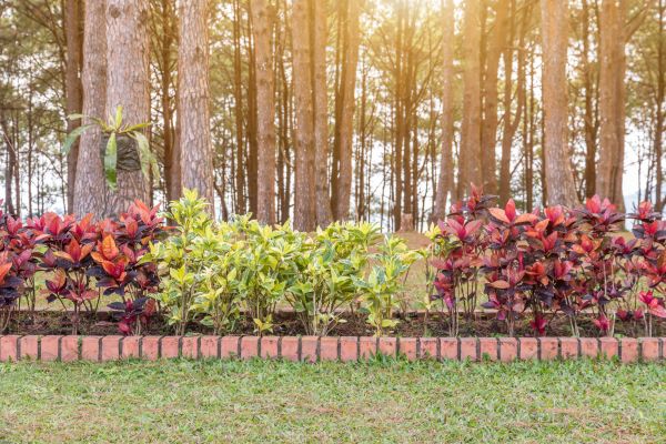 Small Garden Landscaping in Allen