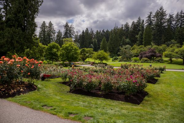 Flower Garden Landscaping in Allen