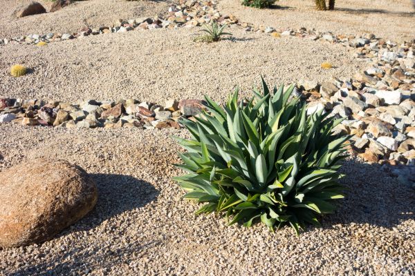 Xeriscaping Service in Allen
