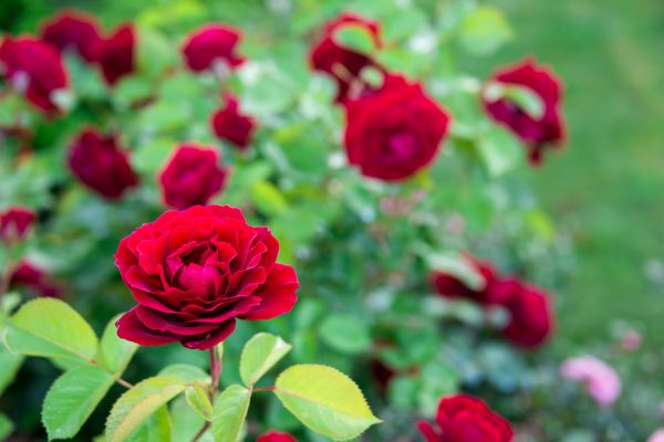 Rose Planting in Allen