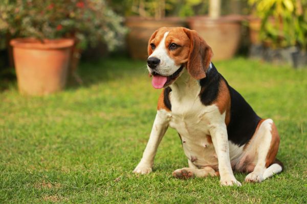 Dog Friendly Landscaping in Allen