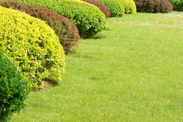 Shrubbery Planting in Allen