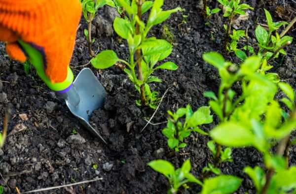 Hydrangea Planting in Allen