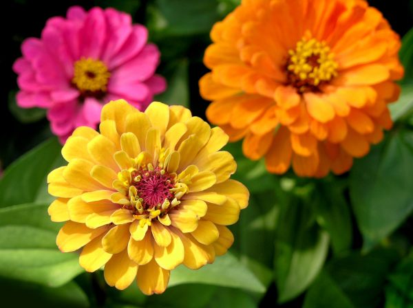 Zinnia Planting in Allen