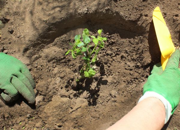 Rose Bush Planting in Allen