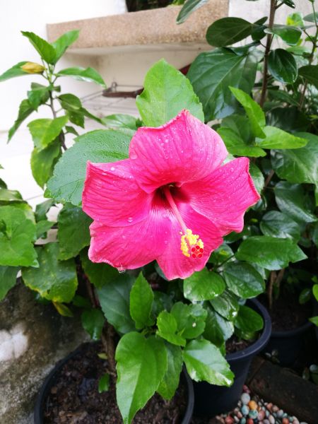 Hibiscus Planting in Allen