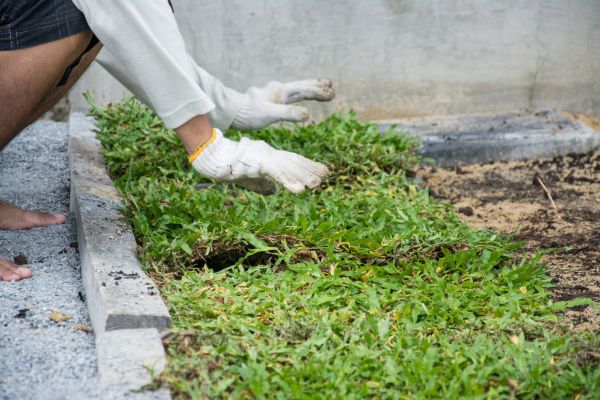 Ground Cover Planting in Allen