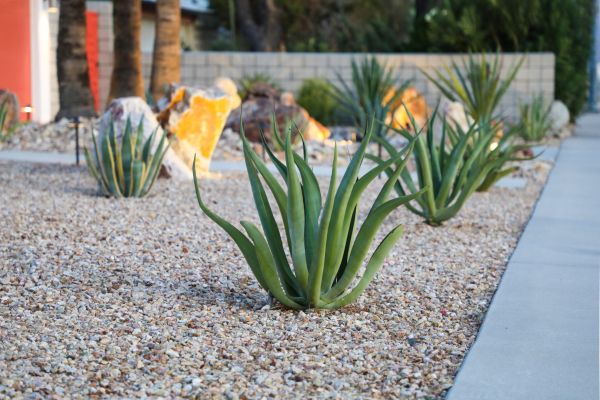 Drought Resistant Landscaping in Allen
