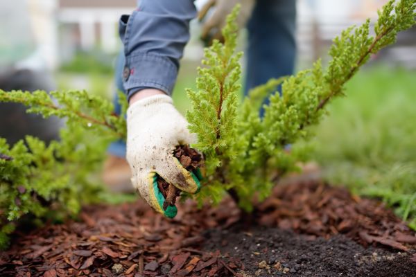 Church Mulching in Allen